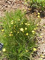 Scorzonera hirsuta, fam. Composees, Europe sud (2) (Photo F. Mrugala)